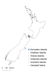 
  Blechnum kermadecense distribution map based on databased records at AK, CHR & WELT.
 Image: K.Boardman © Landcare Research 2020 CC BY 4.0